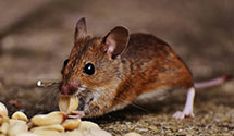 24 Hour & Emergency Exterminators in Grassy Butte, ND